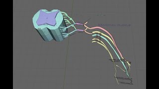 Spinal nerve 3D video [upl. by Covell775]