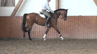 Contendro IArgentinus mare  2009 for sale [upl. by Eniad167]