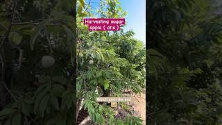 food atis youtubeshorts farming harvest shortvideo sugarapple fruit youtubereels youtube [upl. by Gerger]