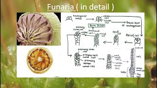 Funaria in detail  in Hindi and English   All important points in one video  Study WithMe [upl. by Carly]