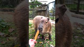 Capybara 🦫 the worlds friendliest rodent shorts wildlife animals wildlifeconservation capybara [upl. by Tebazile129]