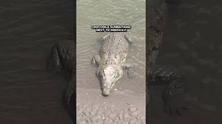 Crocodile relaxing near HIGHWAY shorts crocodile animals wildlife [upl. by Auoy206]