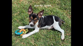 Luke loves his teething ring Rat Terrier breeder We only breed pure breeds [upl. by Richia669]