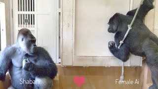 Huge Male Gorilla Asks A Female To Mate  Shabani amp Ai [upl. by Ennairoc]