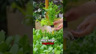 Te imaginas cultivar tus propios vegetales jardin huertas gardenflowers huerta plantas jardin [upl. by Min348]