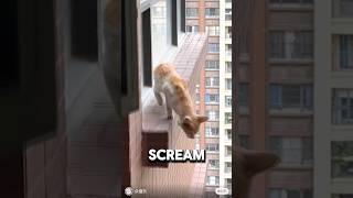 Saving A Cat From Jumping Off 30 Story Building 💔animalrescue orangecat wholesome [upl. by London385]