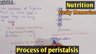 Process Of Peristalsis  Swallowing  Class 11 Biology [upl. by Ailaham223]