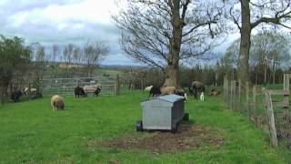 Bouncing Shetland Lambs [upl. by Anaimad]