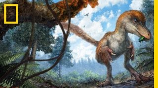 Dinosaurs Feathered Tail Found Remarkably Preserved in Amber  National Geographic [upl. by Reg]