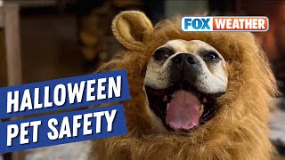 How To Keep Your Pets Safe During Halloween [upl. by Mikeb]