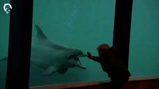 🐬 Dolfinarium  Ontdek Beleef Verdiep [upl. by Ttennaej632]