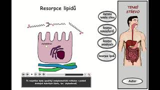 Trávení část 23 Tenké střevo  resorpce lipidů [upl. by Ernst]