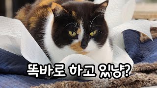 엄마가 일하면 반드시 감독하는 고양이 [upl. by Letram421]