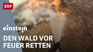 Gefahr Waldbrand Wie die Feuerwehr im Tessin unseren Wald rettet  Klima  Einstein  SRF Wissen [upl. by Adim]