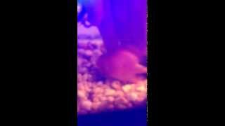 Cichlid Swimming Erratically [upl. by Viki]