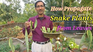 How to Propagate Snake Plant Sansevieria from leaf cuttings and other easiest methods [upl. by Ardnasella]