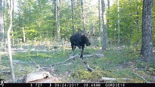 New Hampshire trail cam videos [upl. by Parrie278]