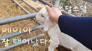 서울촌놈의 염소농장 24시  고아될뻔한 아이들 구하기 대작전 2탄메이와 꾸꾸 plan to find the mother goat for baby goats goatlings [upl. by Irrok]