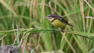 Yellow breasted Bunting [upl. by Lein627]