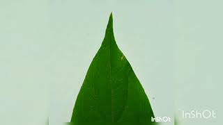 Types of leaf apex [upl. by Aromas460]