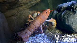 European Lobster Mating Homarus gammarus 2023 [upl. by Henka856]