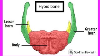 Hyoid Bone parts of Hyoid Bonesituated in Hyoid Bone Study of Nursing 07 [upl. by Jorgensen]