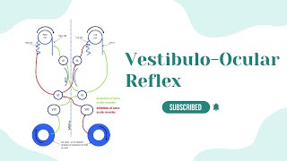 VestibuloOcular ReflexVOR GainVOR PhasePush And Pull MechanismSaccadic Eye Movements [upl. by Nurse]