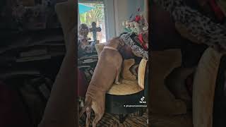 Hippo mastiff mix needs leg surgery [upl. by Ludovico]