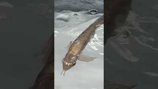 arowana Malaysian Golden Crossback top grade fish arowanalovers [upl. by Wilkinson]