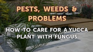 How to Care for a Yucca Plant With Fungus [upl. by Naujyt]