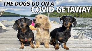 Ep5 The Dogs Go to the Cottage for a COVID GETAWAY [upl. by Enelram]