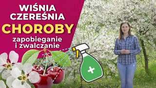 Choroby wiśni i czereśni  monilioza brunatna zgnilizna drzew pestkowych i rak bakteryjny [upl. by Icam]