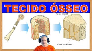 Tecido Ósseo [upl. by Swain]