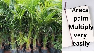 एक से अनेक ऐसे करें एरिका पाम  Multiply Areca palm very easily Areca palm Manoj Gardening Tips [upl. by Eleanor]