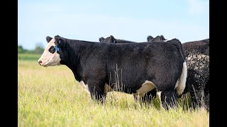 Reimann Pasture Sale 2024  Tag 32 [upl. by Hartmann]