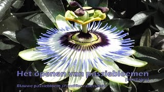 Het openen van passiebloemen timelapse [upl. by Einnep]