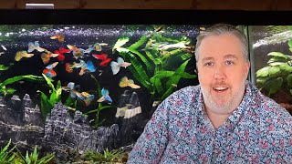 My Top 6 MustTry Aquarium Fish after 20 Years of Experience [upl. by Serdna]