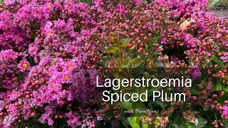 Lagerstroemia Spiced Plum [upl. by Dlanod462]