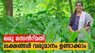 ഒരു സെൻറ്മതി ലക്ഷങ്ങൾ വരുമാനം ഉണ്ടാക്കാം  Minis Lifestyle [upl. by Aryad]