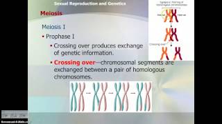 Meiosis Notes [upl. by Leinehtan]