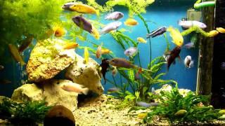 Feeding Malawi African Cichlids with SERA Granu Green [upl. by Salamanca681]