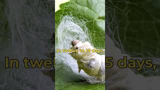 How silk is made from Silk worm Cocoons  Animal facts  Silk worm [upl. by Ylrbmik]