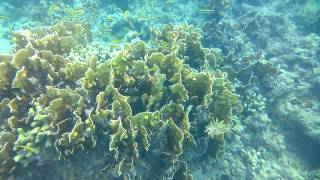 Lumia 1020 underwater Snorkeling at Sandy Lane Beach BARBADOS [upl. by Urson]