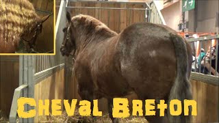 Cheval Breton  Equus caballus  Linnaeus 1758  Equidae  Salon de lAgriculture 2015  032015 [upl. by Brindle]