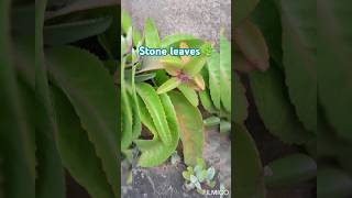 😍Kalanchoe pinnata plant🍀Save tree🌲 shorts ✨️ [upl. by Yrak]