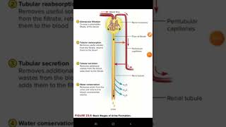 Formation of urinenephronnephron functionRenal physiology [upl. by Eiderf]