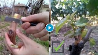 🔴 New Unique way to grafting grapes tree 🍇 Grafting grapesDemonstration and Tips [upl. by Mixam635]