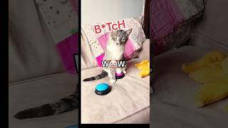 Numnum cat talks shit 💩🤣 Say WHAT 🤬😱 [upl. by Attekahs]