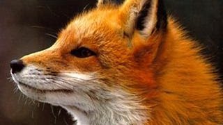 Ylvis  The Fox what does the fox say Lyrics [upl. by Radack]