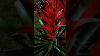 Guzmania [upl. by Dorren527]